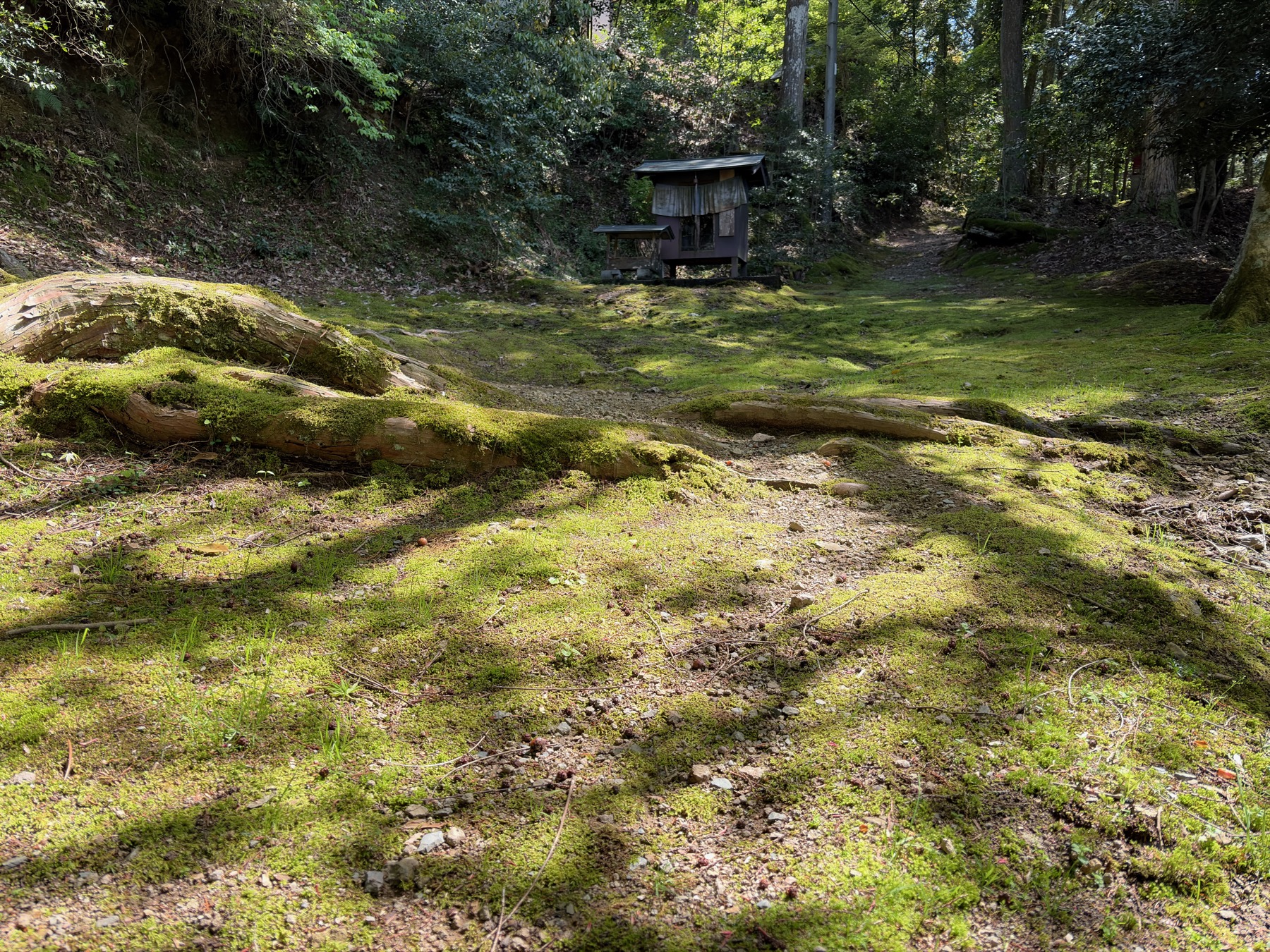 境内の苔と木漏れ日