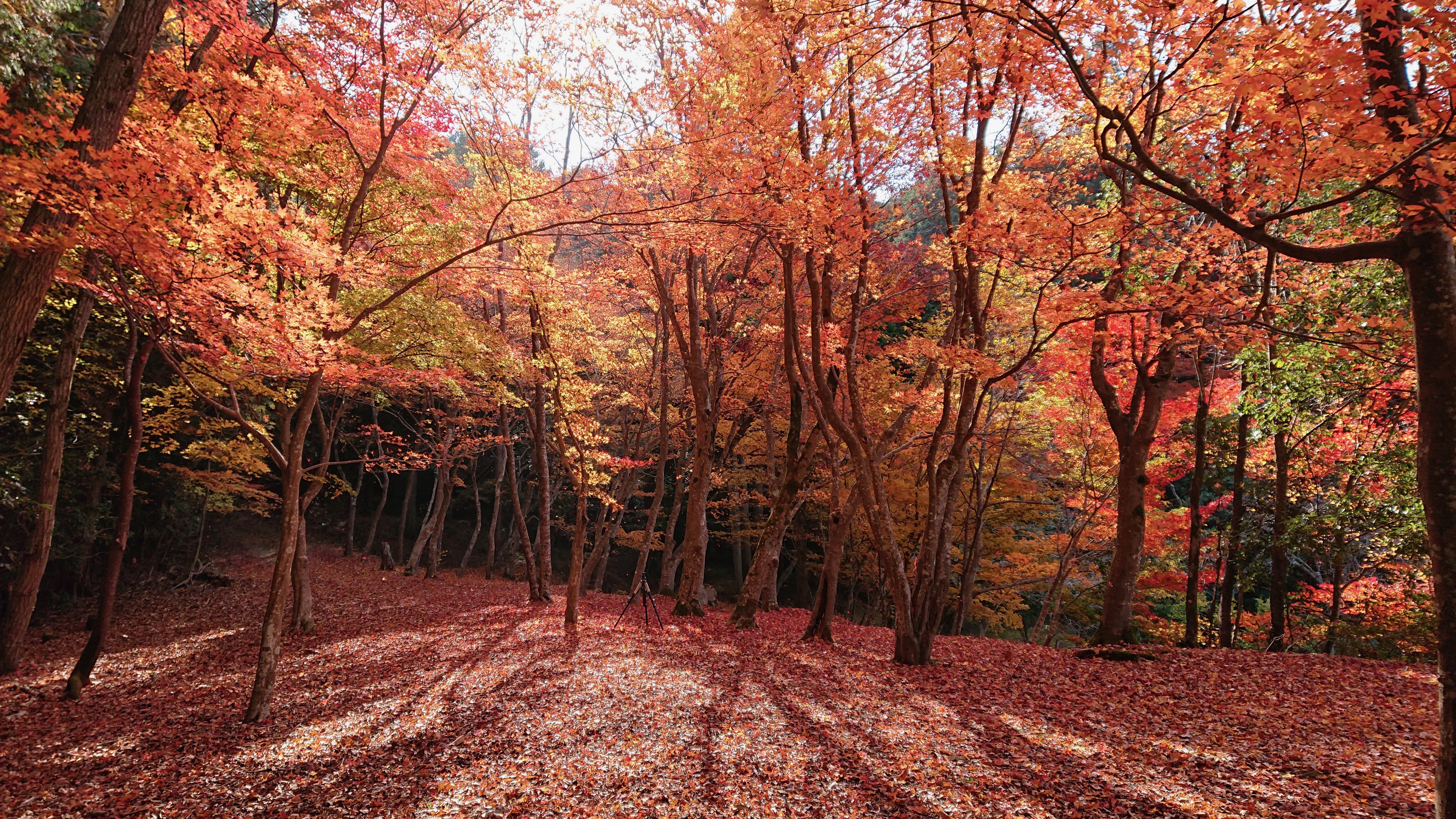 秋の紅葉の絨毯