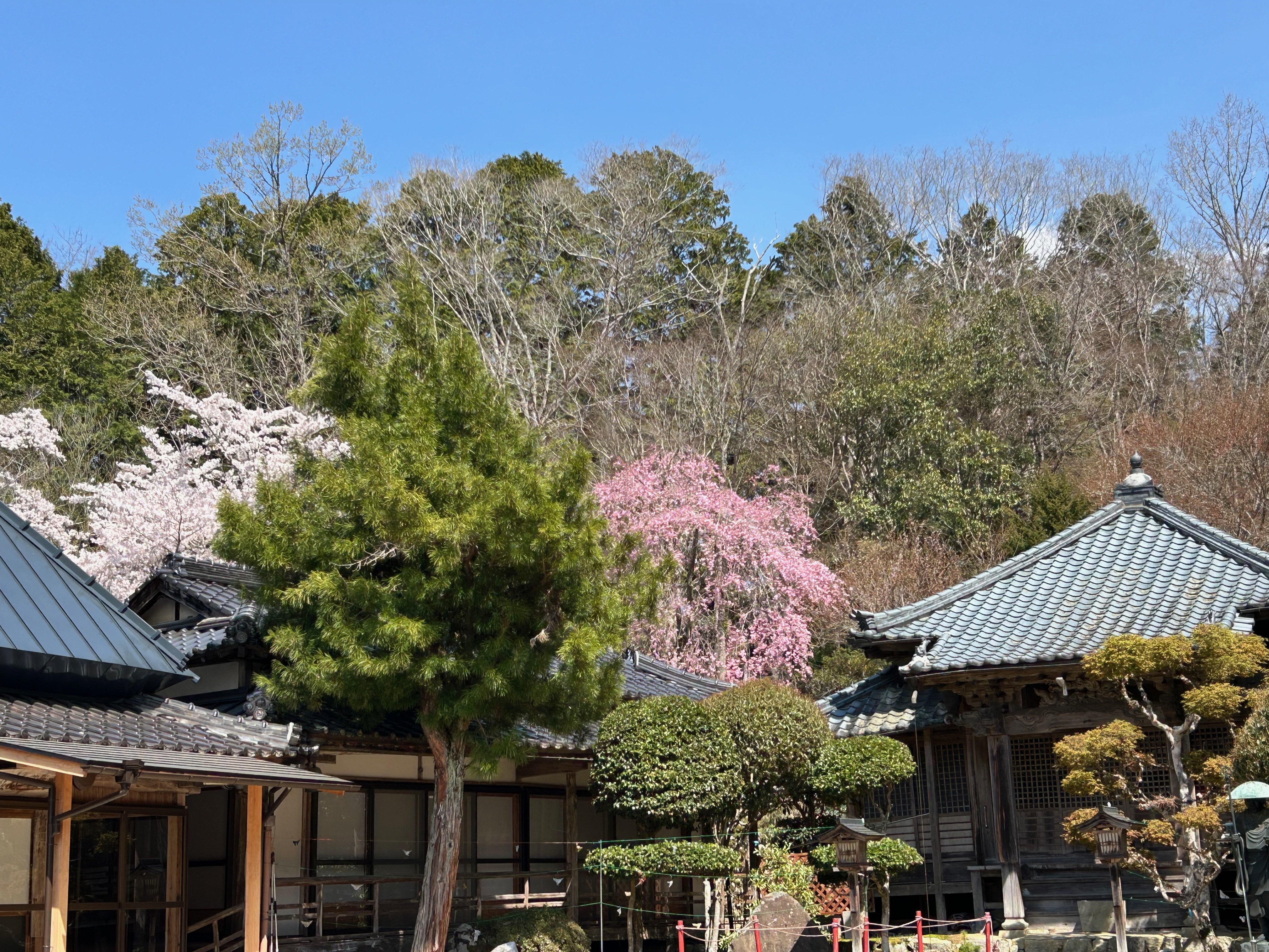 春の桜
