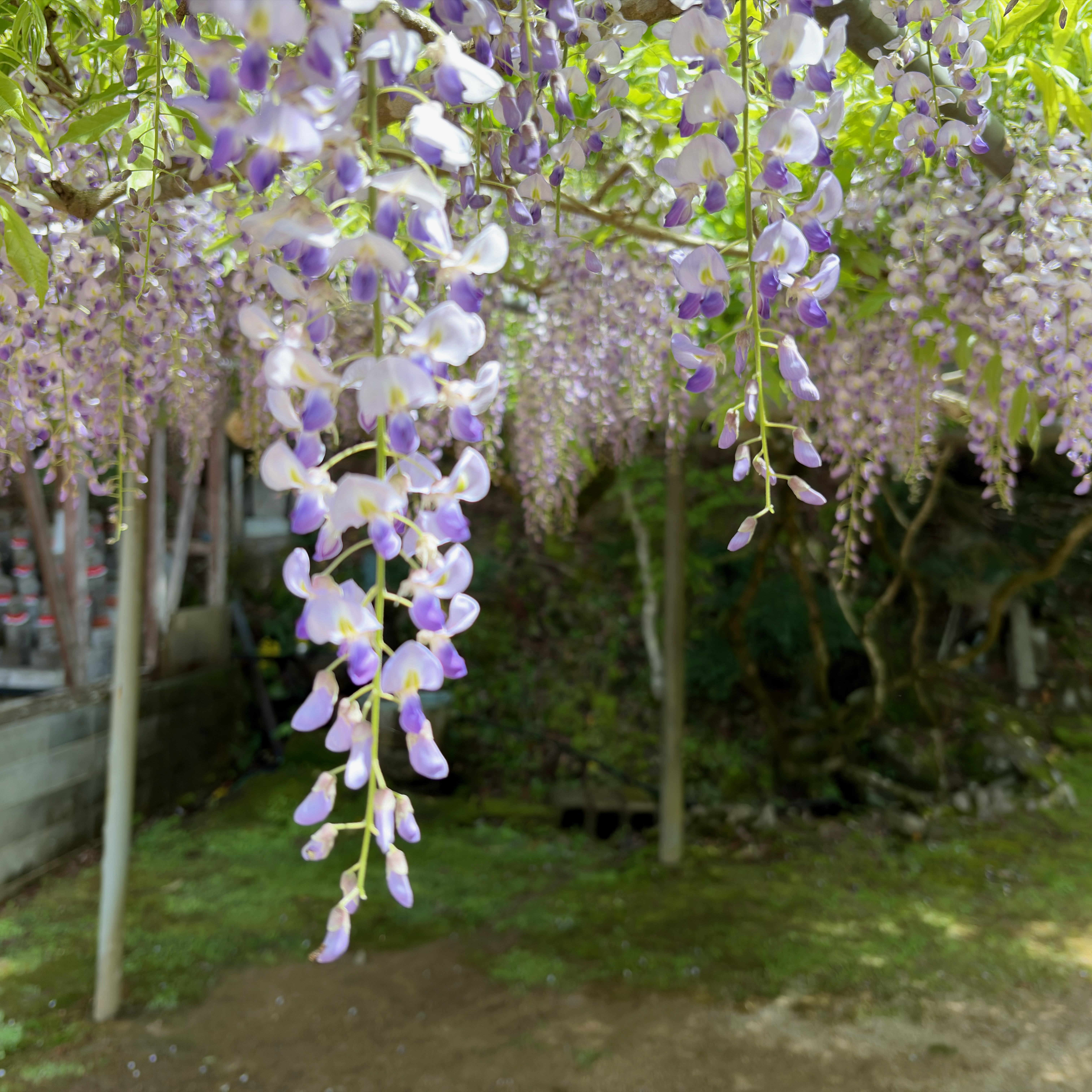 5月上旬の藤